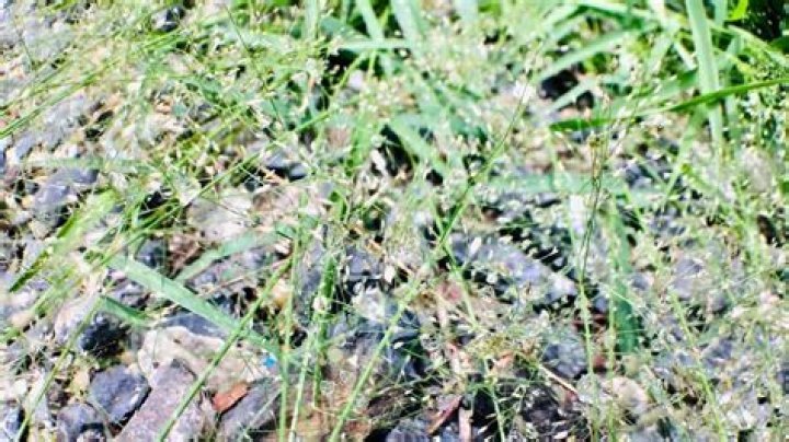 best time to plant bermuda grass seed