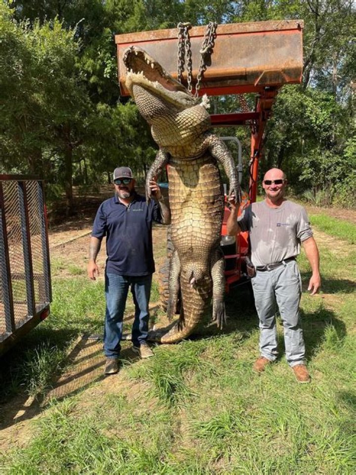 big tex alligator