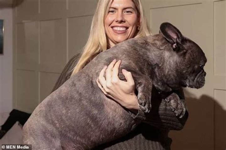 biggest french bulldog