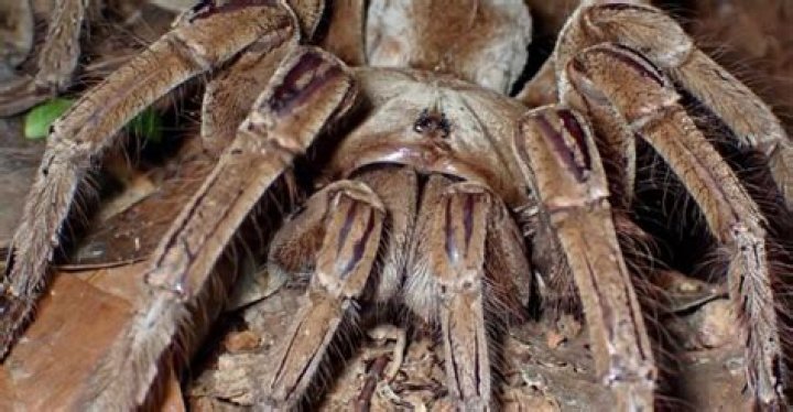 biggest spider in america