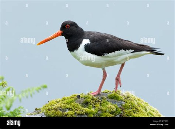 black and white bird with long orange beak
