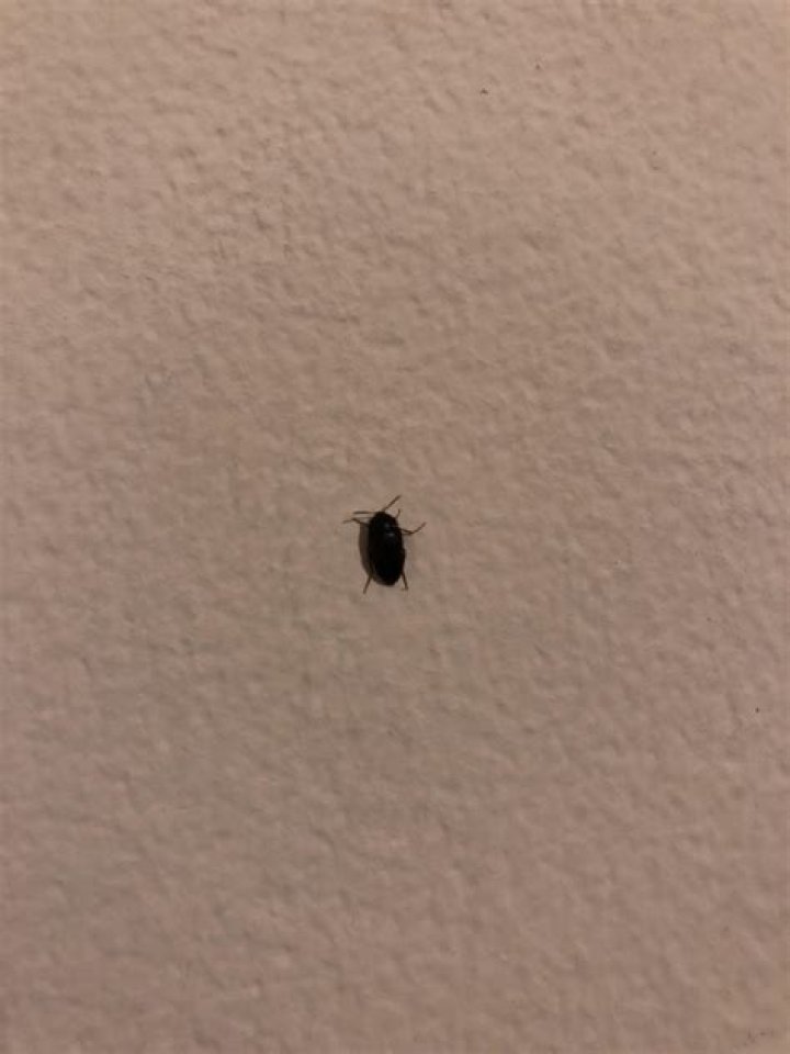 black bed bugs