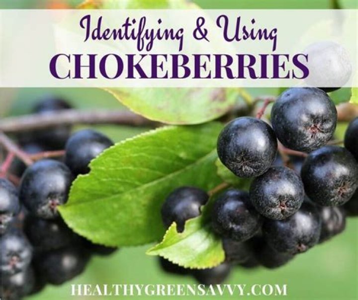 black chokeberry edible