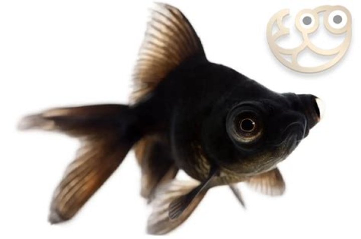 black goldfish