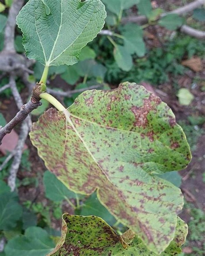 black spots on fig leaves