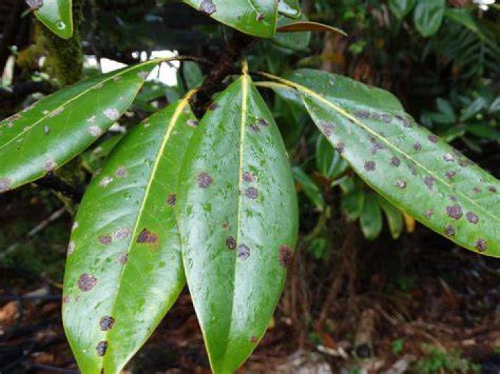 black spots on magnolia leaves