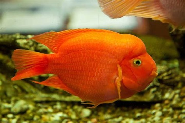 blood parrot fish