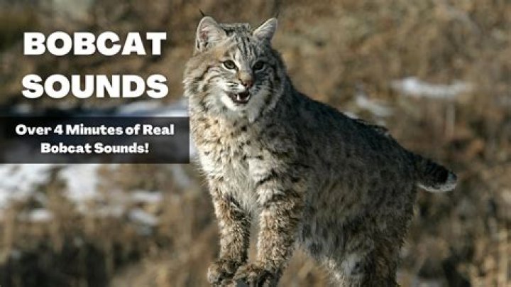 bobcat sounds