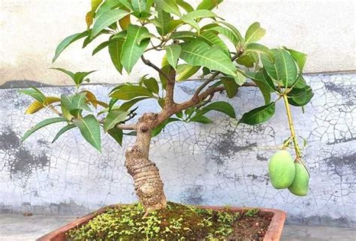 bonsai mango tree