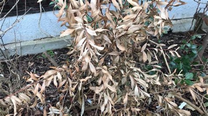 bottle brush tree looks dead