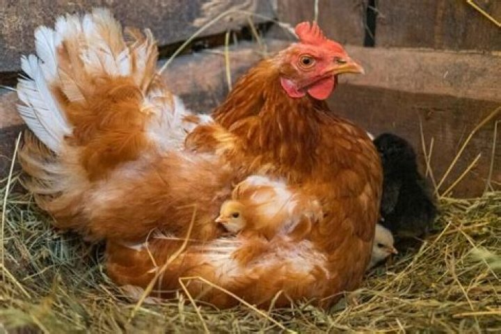 broody meaning