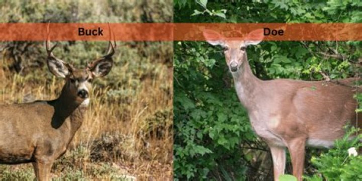buck to doe ratio