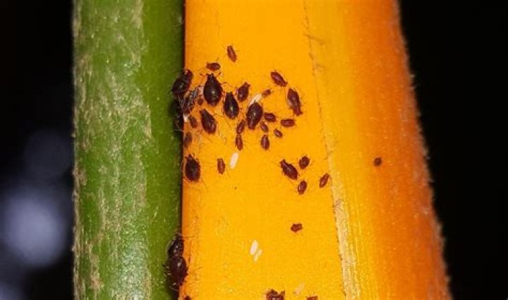 bugs in bananas