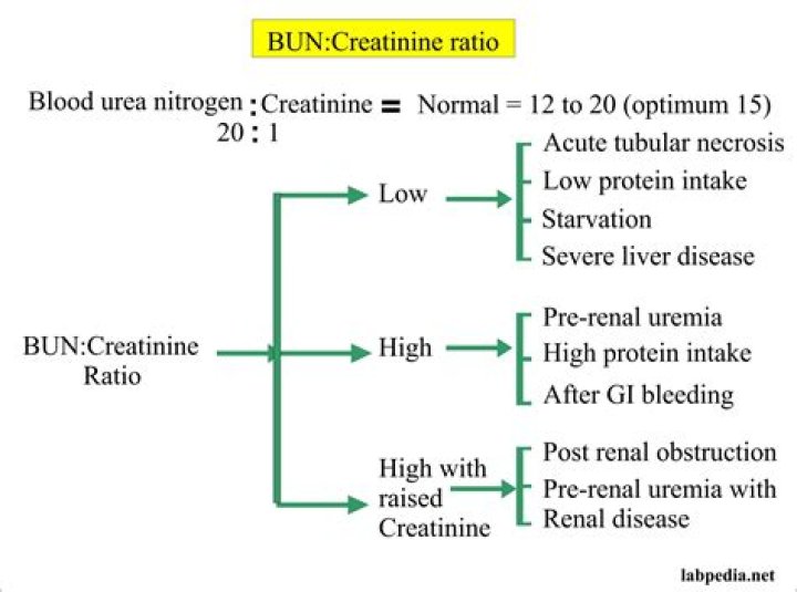 bun creatinine ratio 8