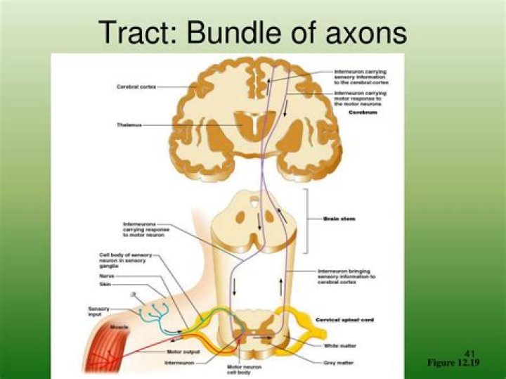 bundle of axons