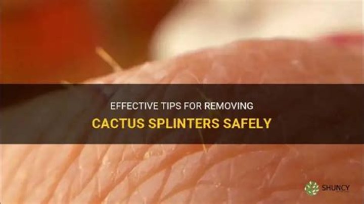 cactus splinter