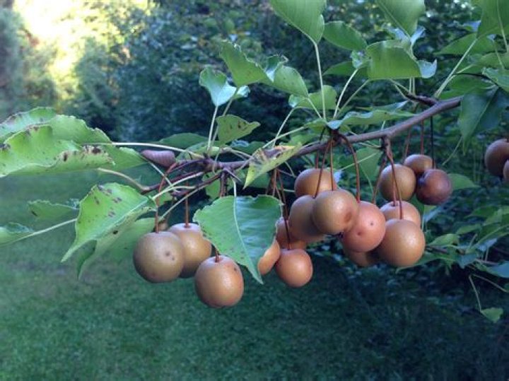 callery pear fruit