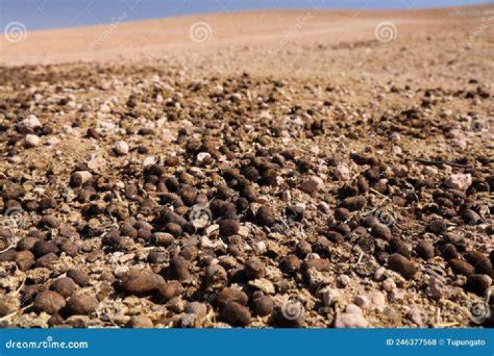 camel dung