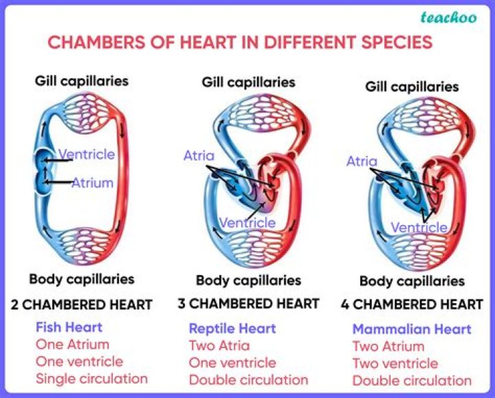 Can a person live with a 3 chambered heart