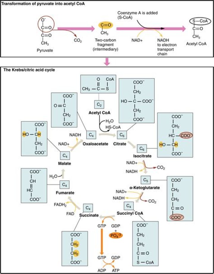 Can acetyl CoA make glucose