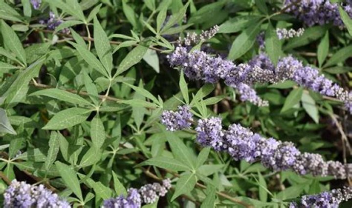 Can agnus castus help with menopause