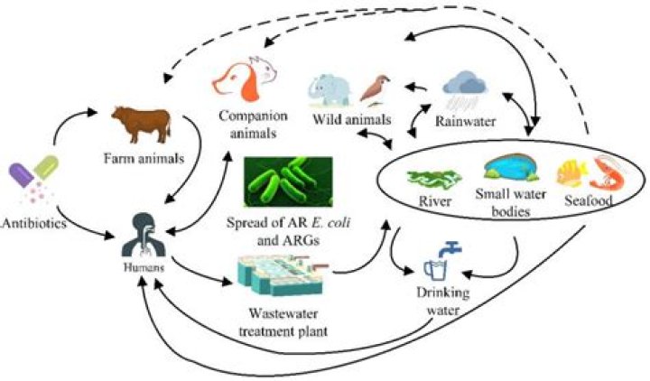 Can animals get sick from E coli