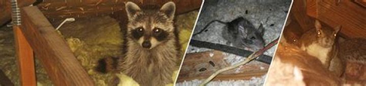 Can animals in attic get in house
