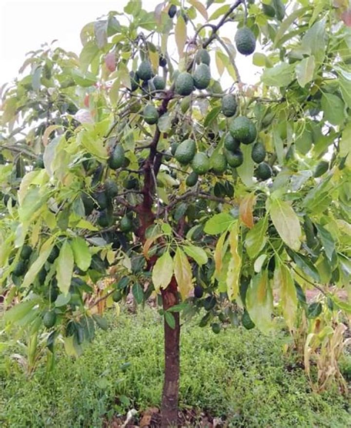 Can avocados be grown in Michigan