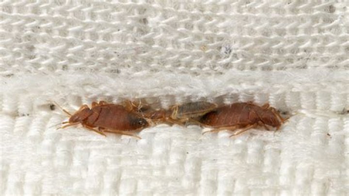 Can bed bugs live in mattress pads