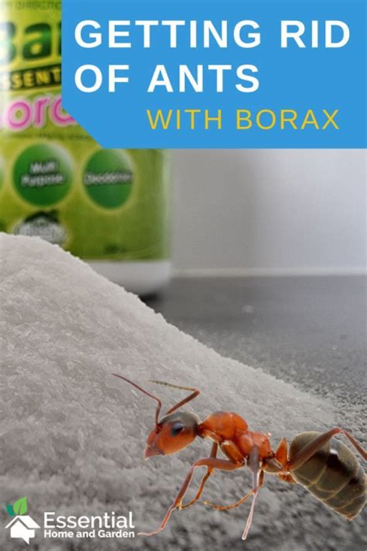 Can borax kill ants