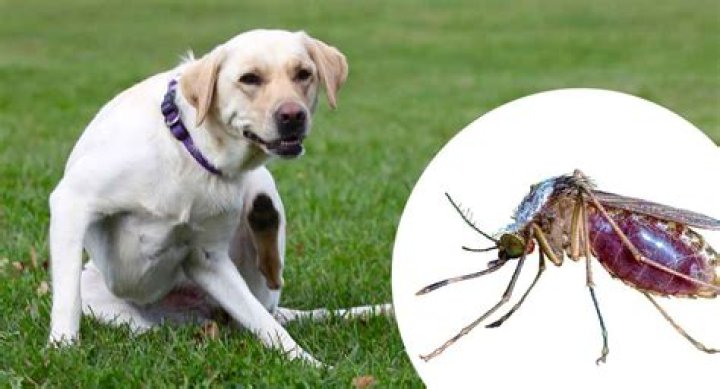 Can bug bites make dogs sick