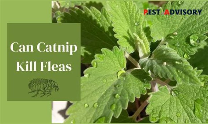 Can catnip kill