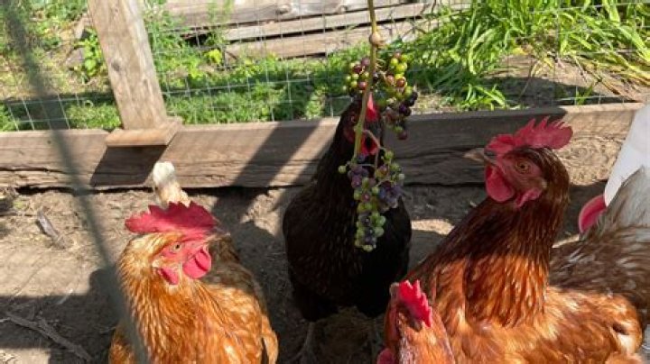 can chickens eat grapes
