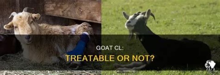 Can CL be cured in goats