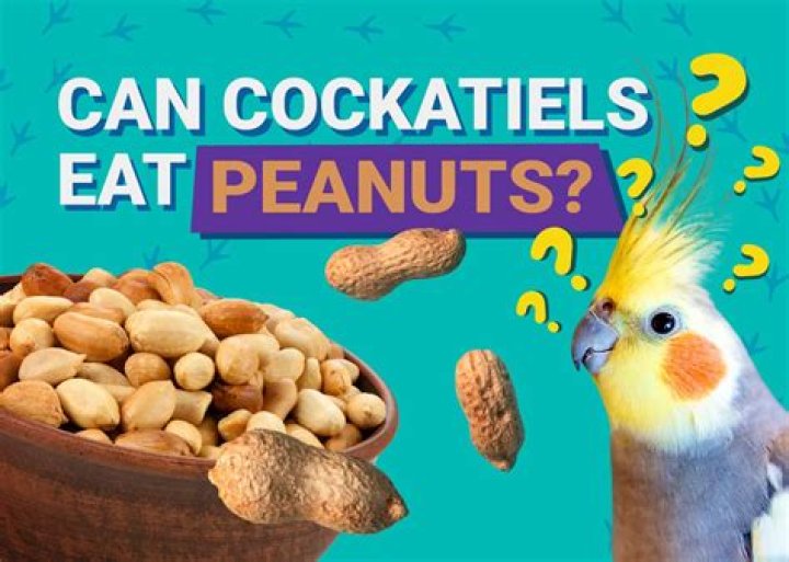 can cockatiels eat peanuts