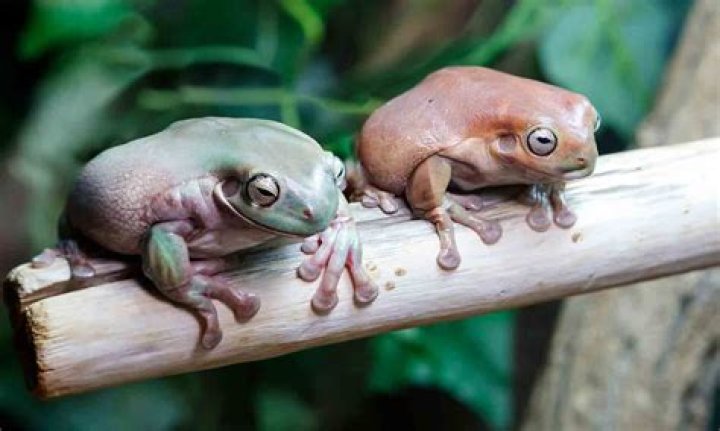 Can Cuban tree frogs live together