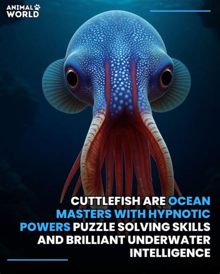 Can cuttlefish hypnotize humans? | ContextResponse.com