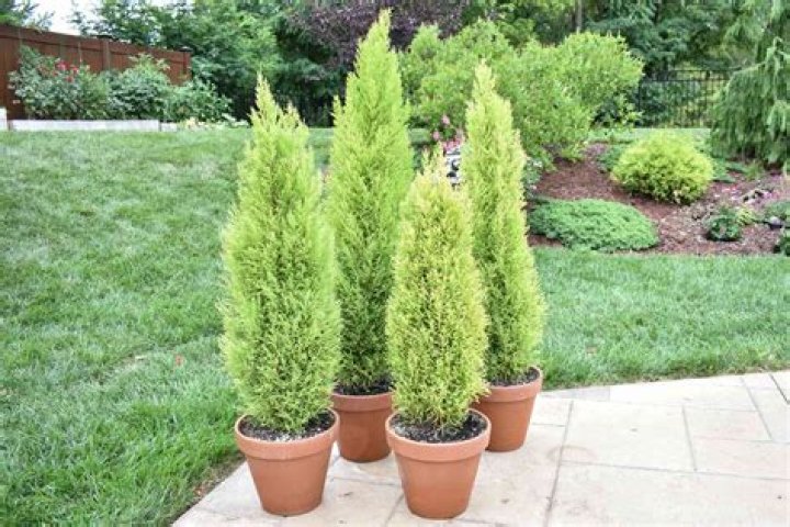 Can cypress grow in pots