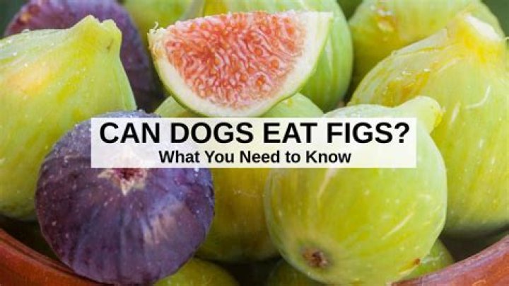 can dogs eat figs