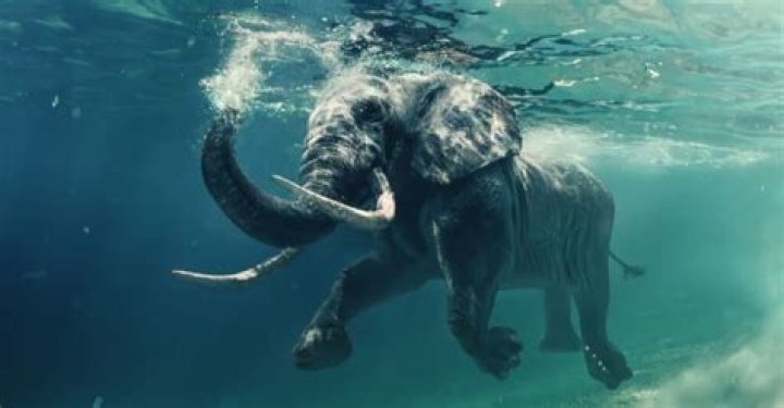 can elephants swim