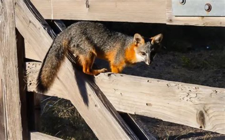 can foxes jump over fences