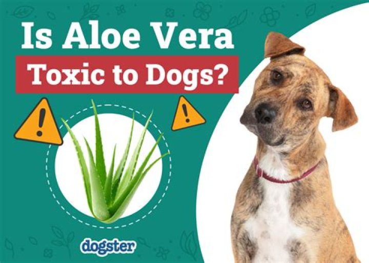 Can grass irritate dogs