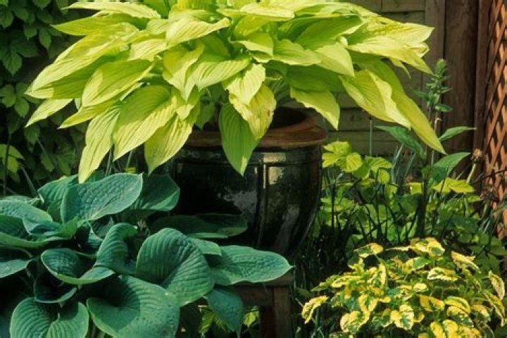 can hostas grow indoors