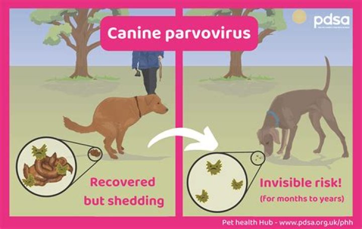 can humans get parvo