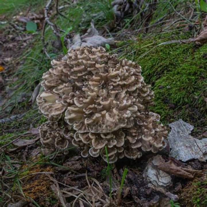 Can I freeze hen of the woods mushrooms
