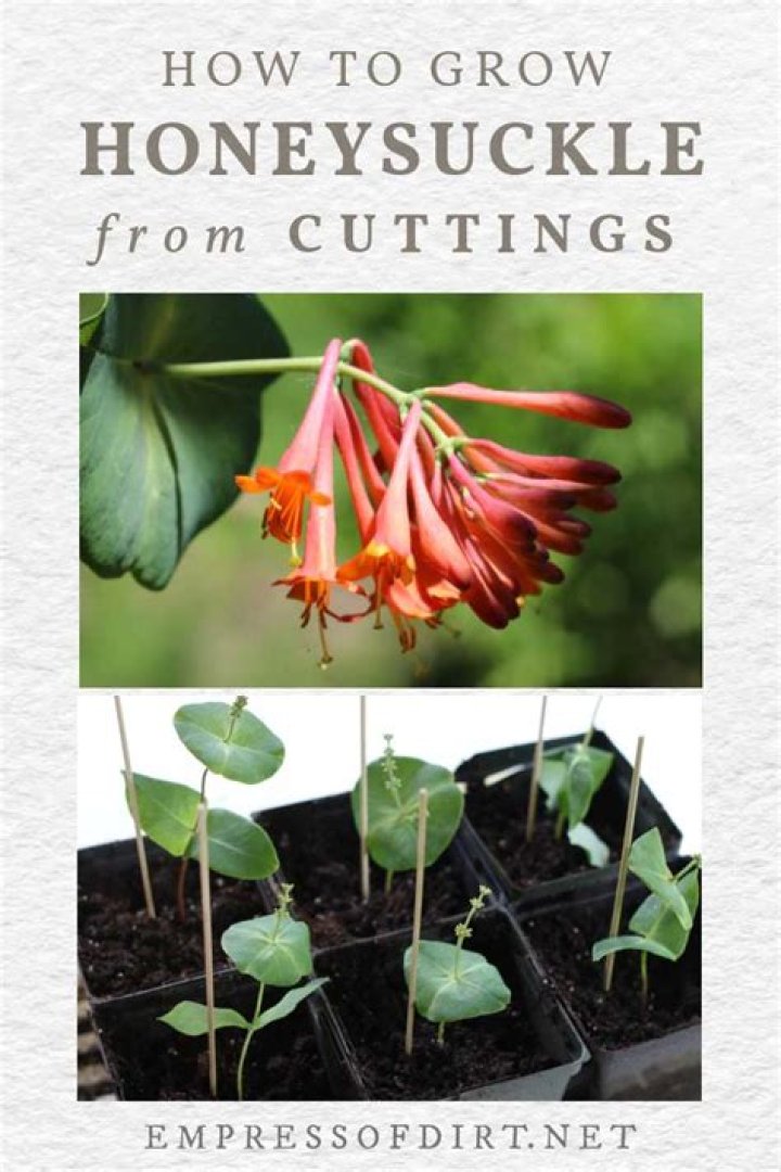 Can I grow honeysuckle from cuttings