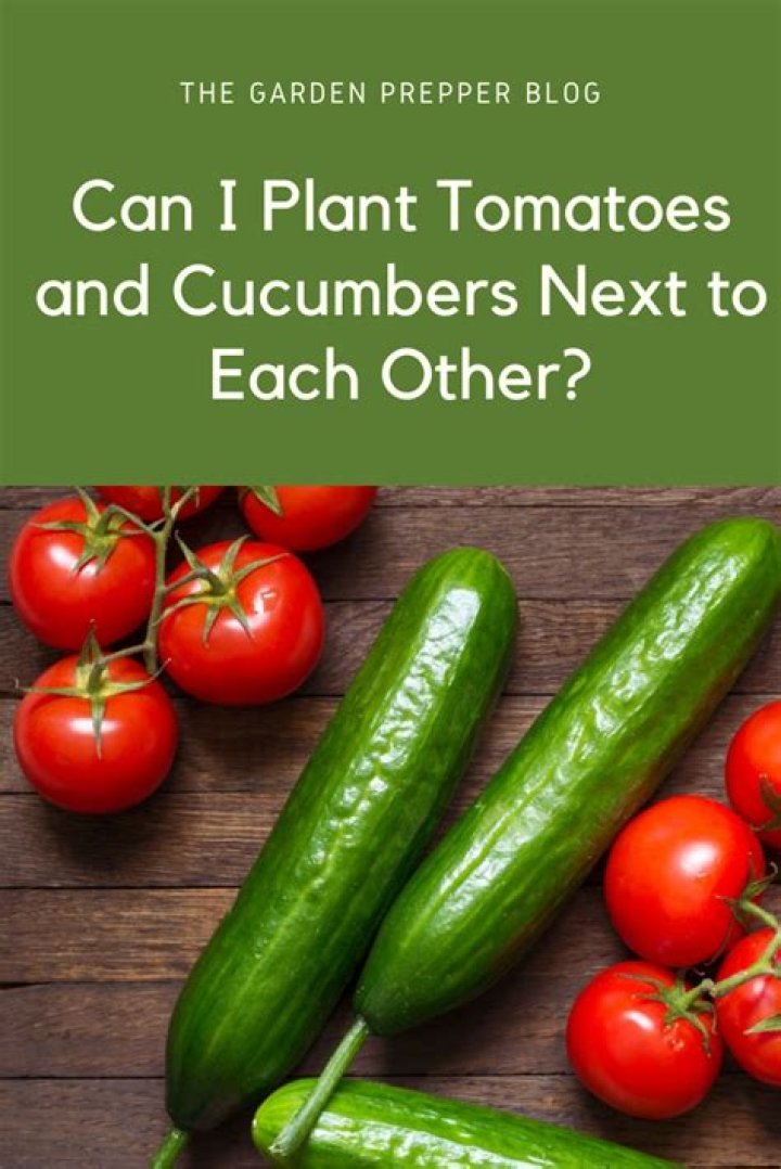 can i plant tomatoes and cucumbers next to each other