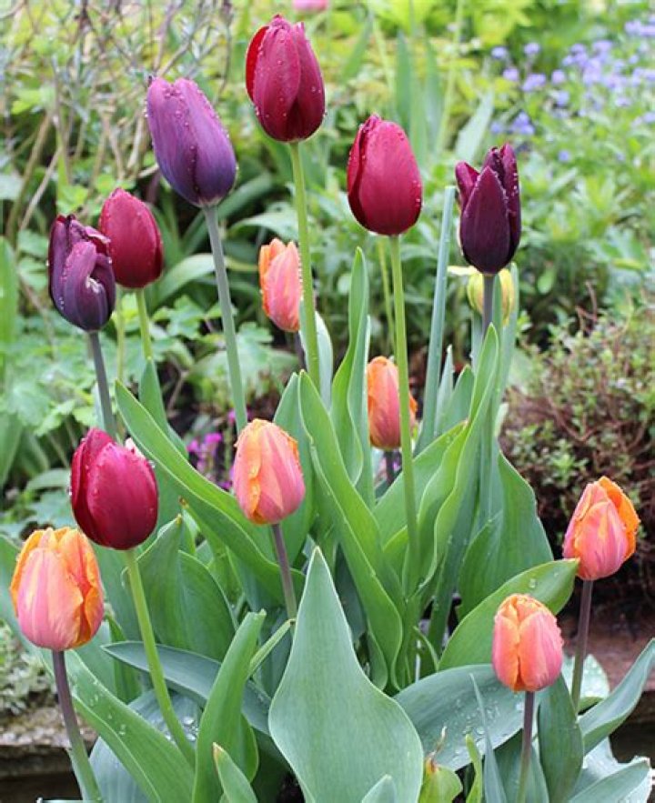 can i plant tulips in january