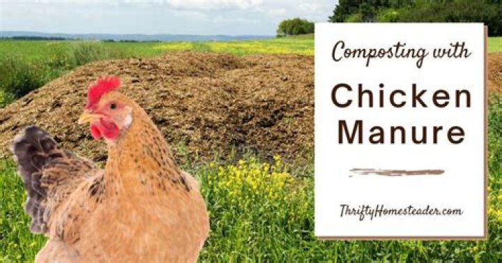 Can I put fresh chicken manure on my garden