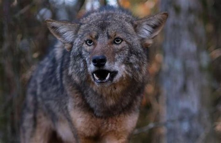 can i shoot a coyote on my property